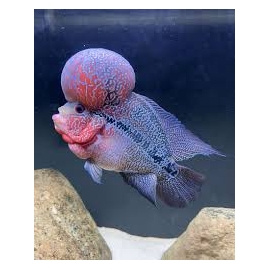 cichlasoma flower horn big kok 7/9cm