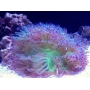 coral elegance purple tip g