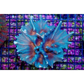 coral pectinia orange eyes gr