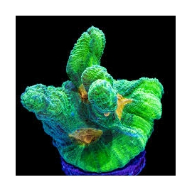 coral pectinia space invader pq