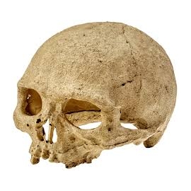 enfeite caveira nomoy pet 14/12cm ns-73