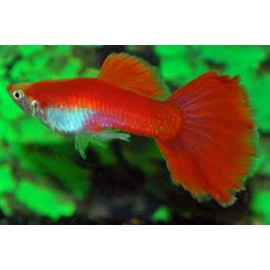 LEBISTE FULL RED CASAL