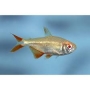 TETRA BUENOS AYRES ALBINO