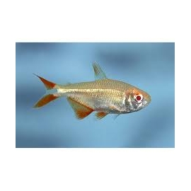 TETRA BUENOS AYRES ALBINO