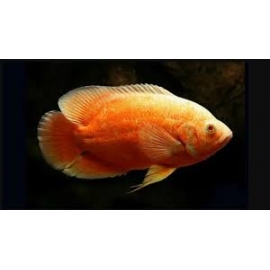 OSCAR RED RUBY ALBINO PADRAO AAA