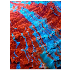 CORAL SCOLYMIA DE MANTO RAIMBOW RED GR