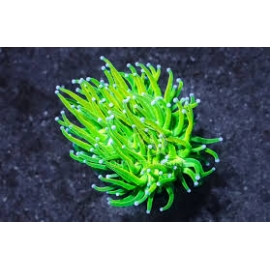 Coral Torch holly grail candy cotton 01 boca