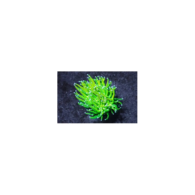 Coral Torch holly grail candy cotton 01 boca
