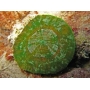 Coral Scolymia de manto green metalic gr