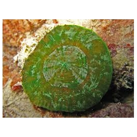 Coral Scolymia de manto green metalic gr