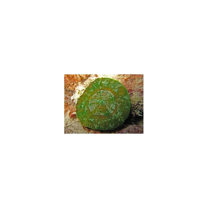 Coral Scolymia de manto green metalic gr