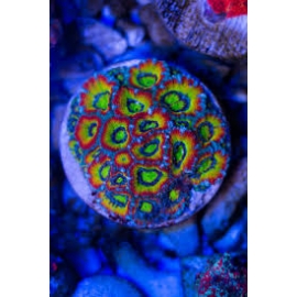 CORAL ACAN HOLLY GRAIL PQ