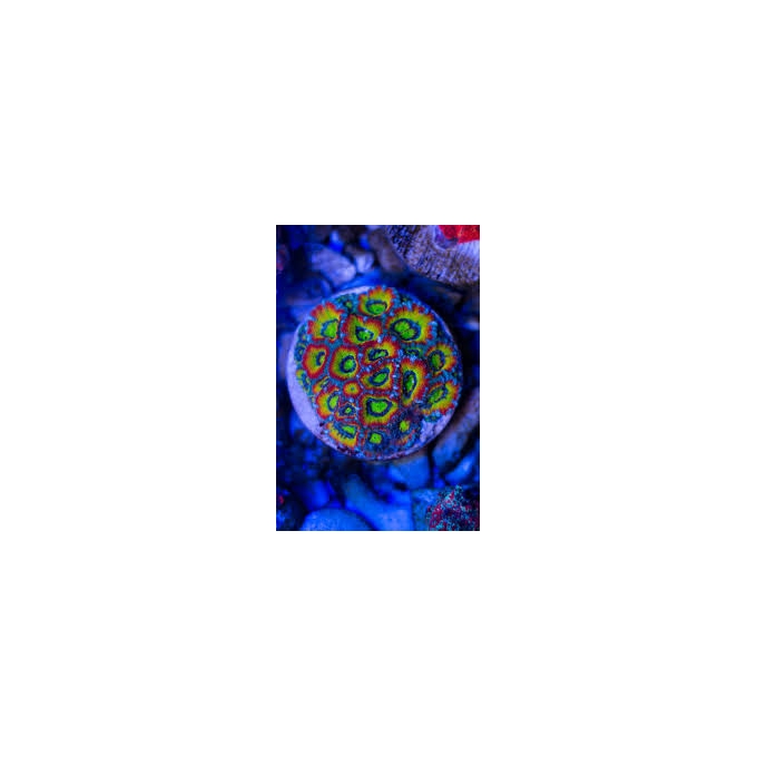 CORAL ACAN HOLLY GRAIL PQ