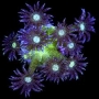 coral goniopora gliter pq