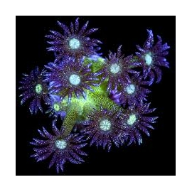 coral goniopora gliter pq