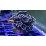 CORAL GONIOPORA GREEN DUAL TONE PQ