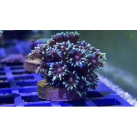 CORAL GONIOPORA GREEN DUAL TONE PQ
