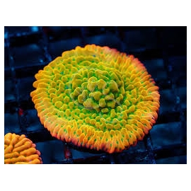 Coral Montipora beach bum pq