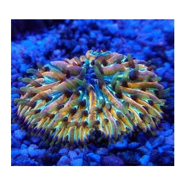 CORAL PLATE WAGON WHEEL PQ