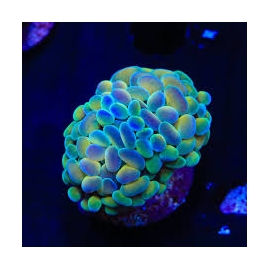 coral hammer branch rainbow 01 boca