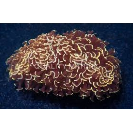 CORAL HAMMER WALL ORANGE MD