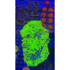 coral hammer wall hibrido gr