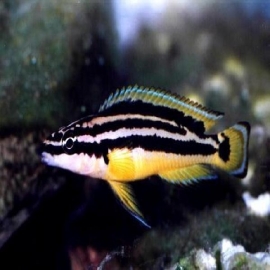 Cicl Julidochromis Ornatus