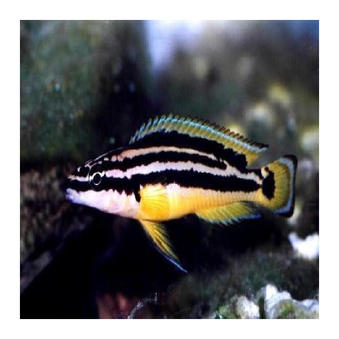 Cicl Julidochromis Ornatus