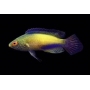 WRASSE RHOMBOIDALIS GOLDEN 
