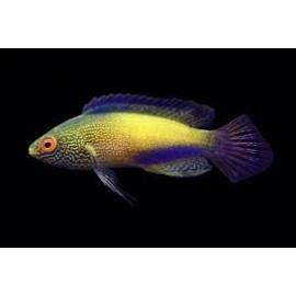 WRASSE RHOMBOIDALIS GOLDEN 