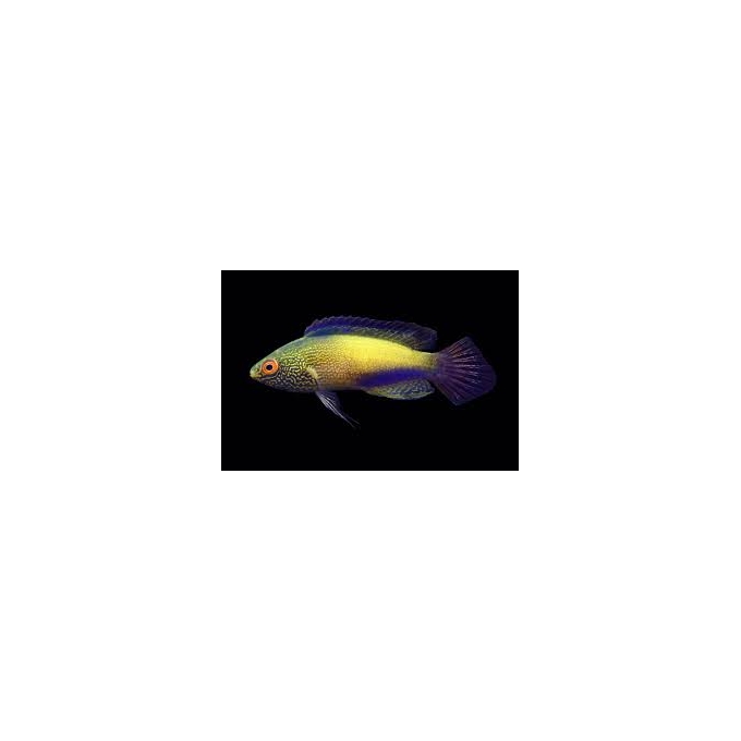 WRASSE RHOMBOIDALIS GOLDEN 