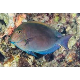 TANG DUSKY SURGEONFISH 