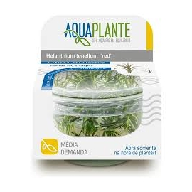 Planta N HELANTHIUM TENELLUM AMANO AP