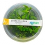 PLANTA N HYGROPHILA SP TIGER AP