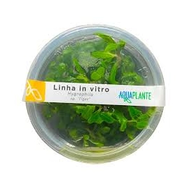 PLANTA N HYGROPHILA SP TIGER AP