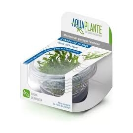 PLANTA N MICROSORUM PTEROPUS AP