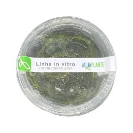 PLANTA N POTAMOGETON GAYI AP