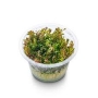 PLANTA N ROTALA SP VIETNAN AP