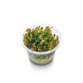 PLANTA N ROTALA SP VIETNAN AP