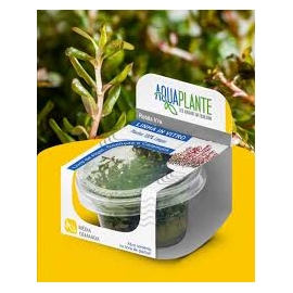 PLANTA N ROTALA SP CEYLON AP