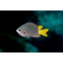 don chromis jubauna