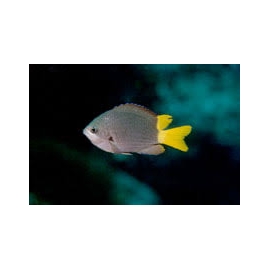 don chromis jubauna