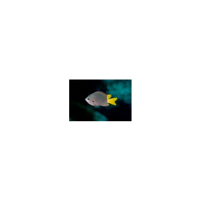 don chromis jubauna