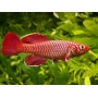 killifish red kortausea macho und