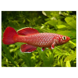 killifish red kortausea macho und