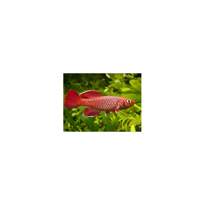 killifish red kortausea macho und