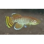 killifish yellow kortausea casal