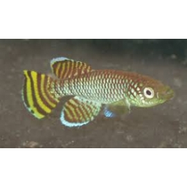 killifish yellow kortausea casal