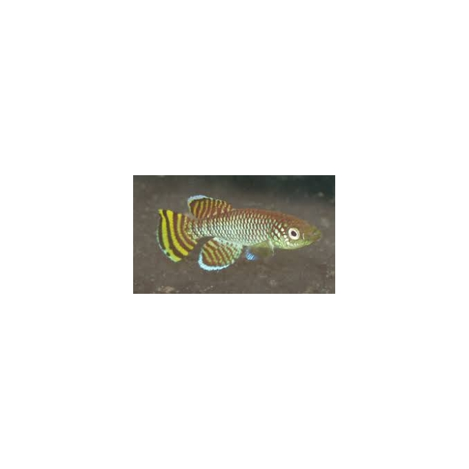 killifish yellow kortausea casal