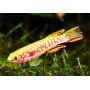 killifish gardneri lafia gold casal
